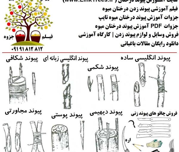 عکس شکوفه های درخت خرمالو