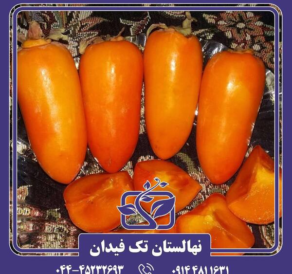 عکس شکوفه خرمالو