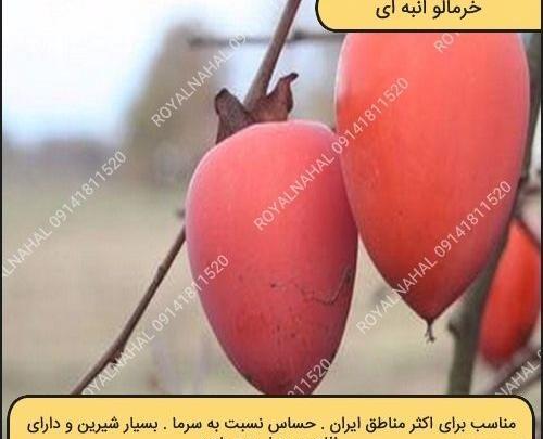 عکس شکوفه خرمالو