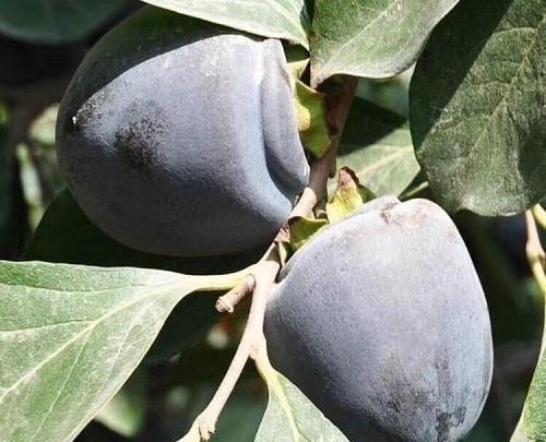 عکس شکوفه خرمالو