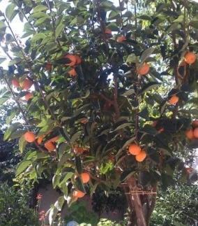 عکس شکوفه خرمالو