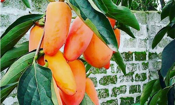 عکس شکوفه خرمالو