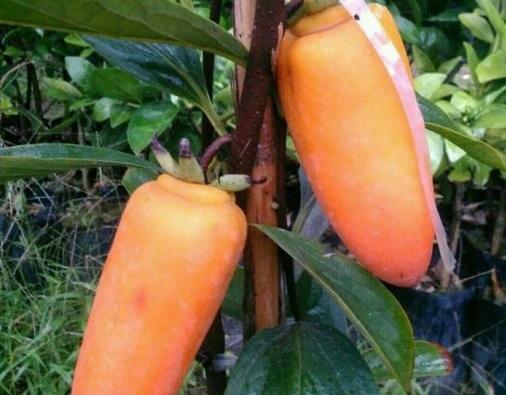 عکس شکوفه خرمالو