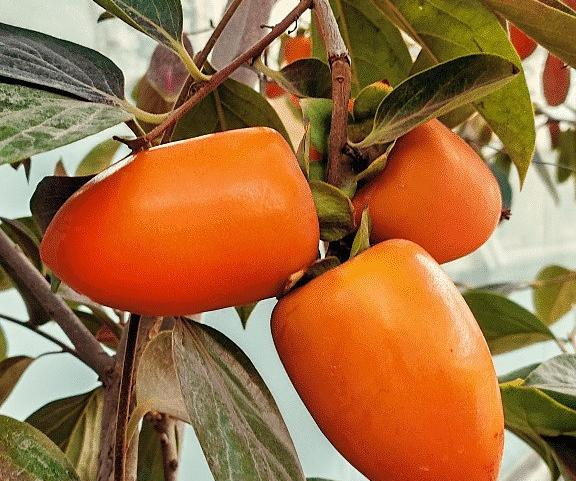 عکس شکوفه خرمالو