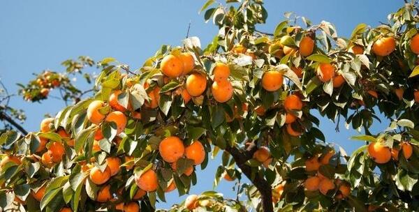عکس شکوفه خرمالو