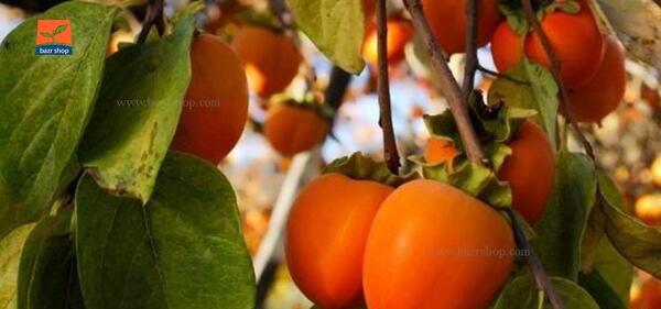 عکس شکوفه خرمالو