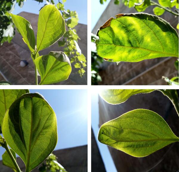 عکس شکوفه خرمالو