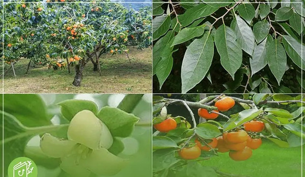 عکس شکوفه خرمالو