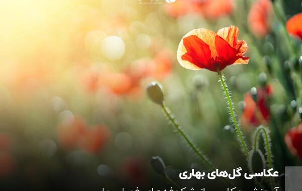 عکس های شکوفه حسینی