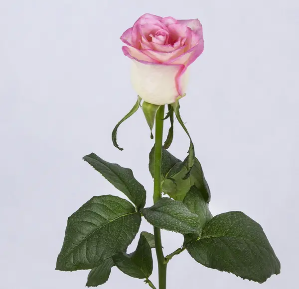 عکس تک شکوفه