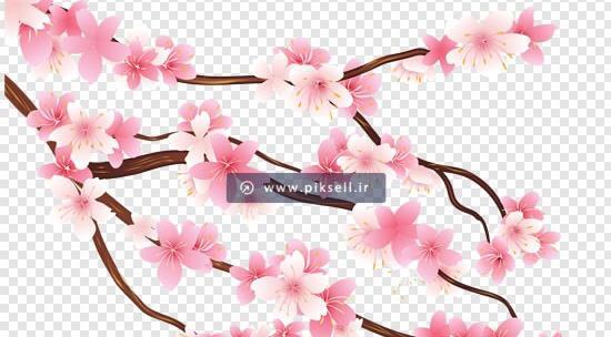عکس تک شکوفه