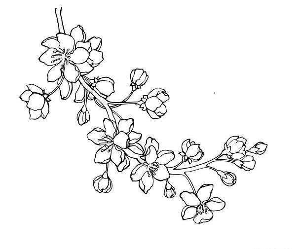 عکس تک شکوفه