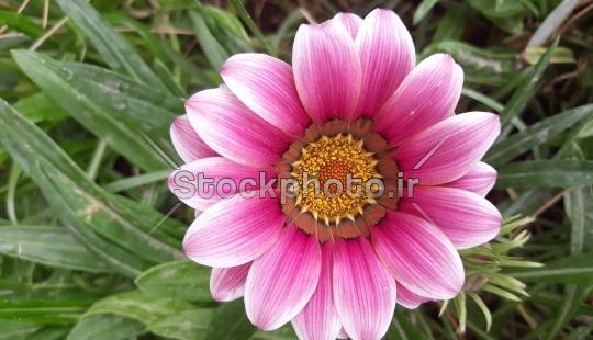 عکس تک شکوفه