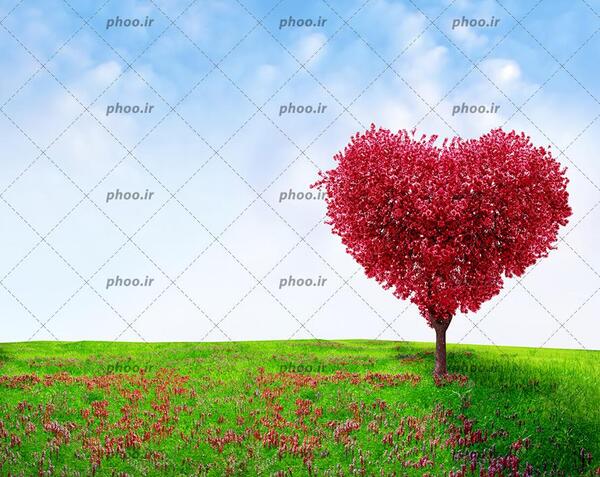 عکس تک شکوفه