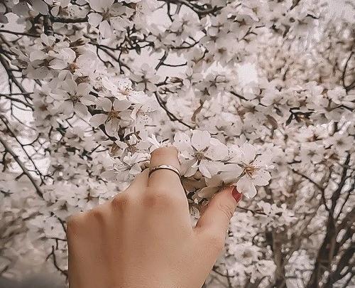عکس پروفایل دختر با شکوفه های بهاری
