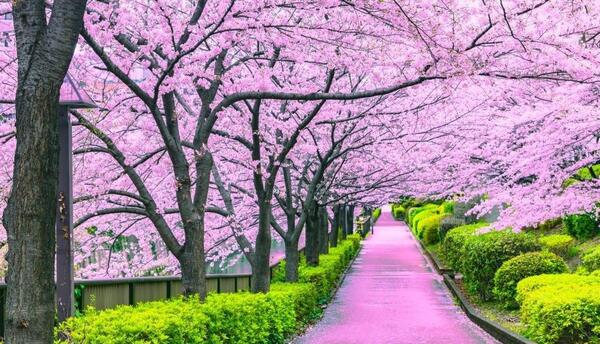 عکس پروفایل شکوفه های گیلاس
