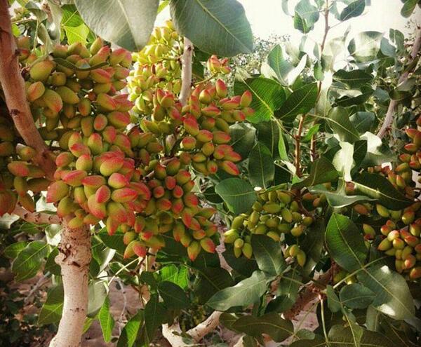 عکس شکوفه درخت پسته