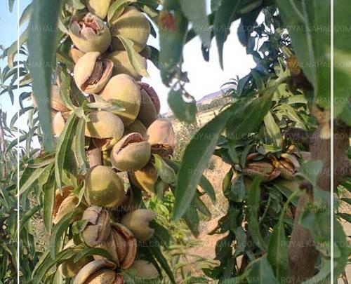عکس شکوفه درخت پسته