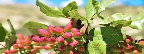 عکس شکوفه درخت پسته