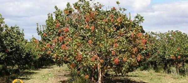 عکس شکوفه درخت پسته