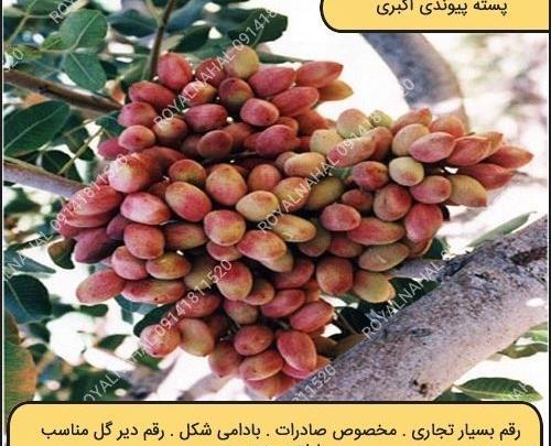 عکس شکوفه درخت پسته
