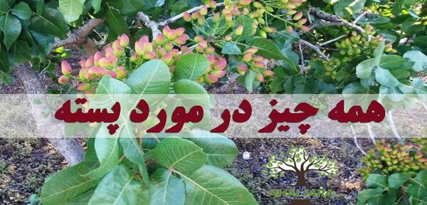 عکس شکوفه درخت پسته