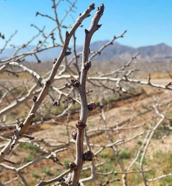 عکس شکوفه درخت پسته