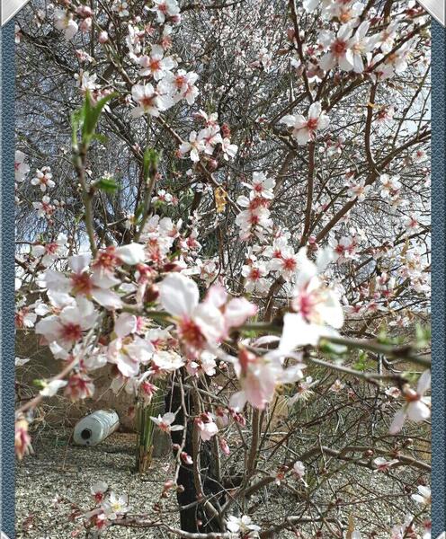 عکس شکوفه درخت پسته