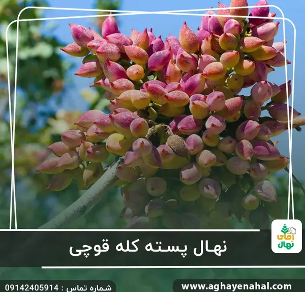 عکس شکوفه درخت پسته