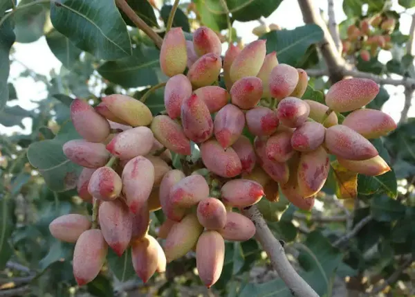 عکس شکوفه درخت پسته