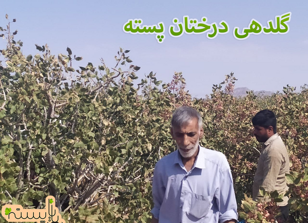 عکس شکوفه درخت پسته
