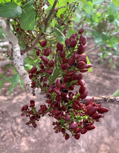عکس شکوفه درخت پسته