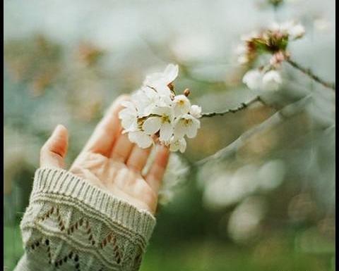 عکس گل شکوفه برای پروفایل