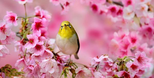 عکس گل شکوفه برای پروفایل