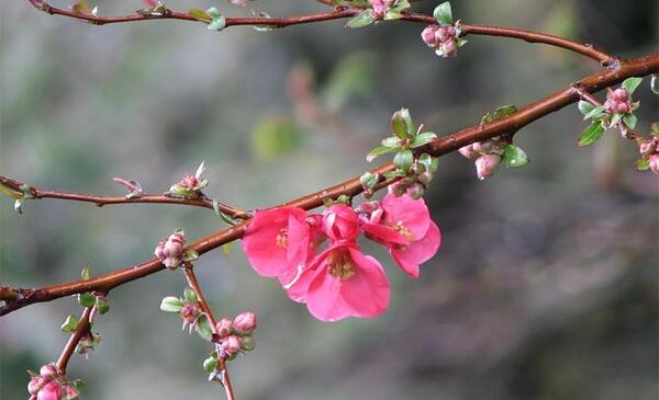 عکس گل شکوفه برای پروفایل