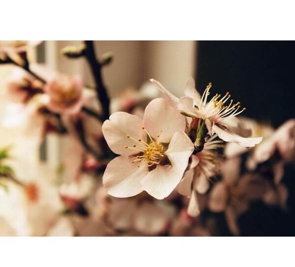 عکس گل شکوفه برای پروفایل