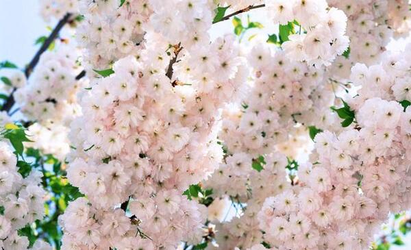 عکس گل شکوفه برای پروفایل