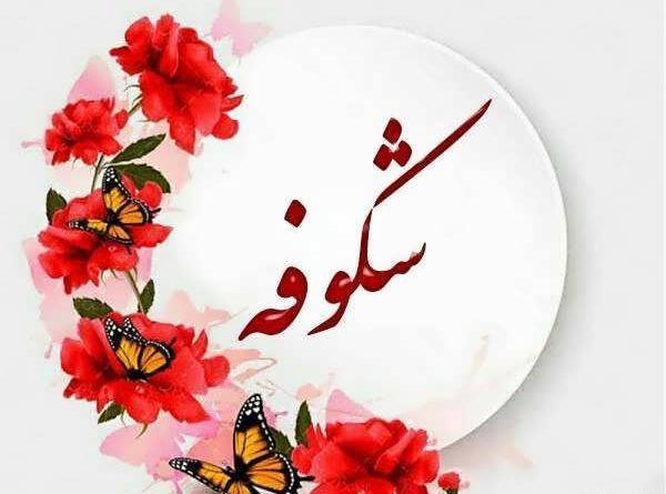 عکس گل شکوفه برای پروفایل
