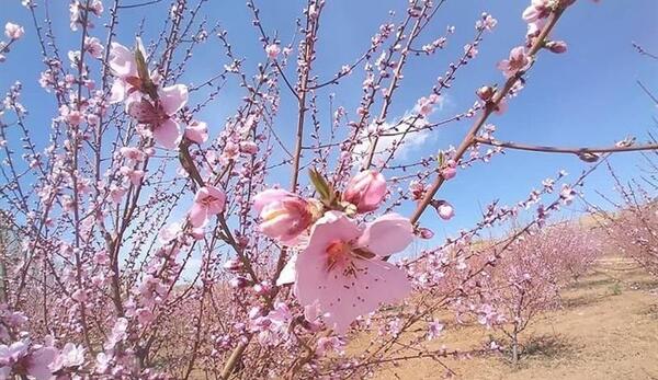 عکس شکوفه های زیبای بهاری