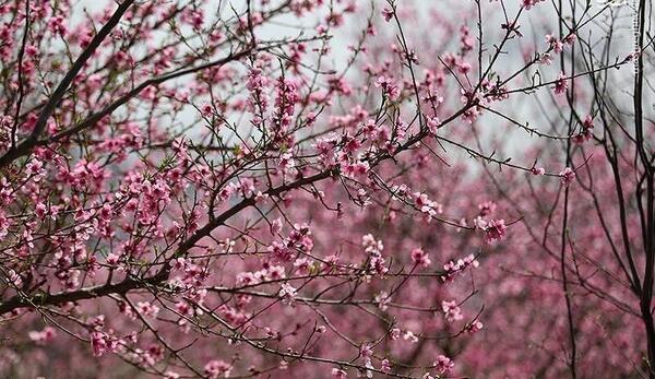 عکس شکوفه های زیبای بهاری