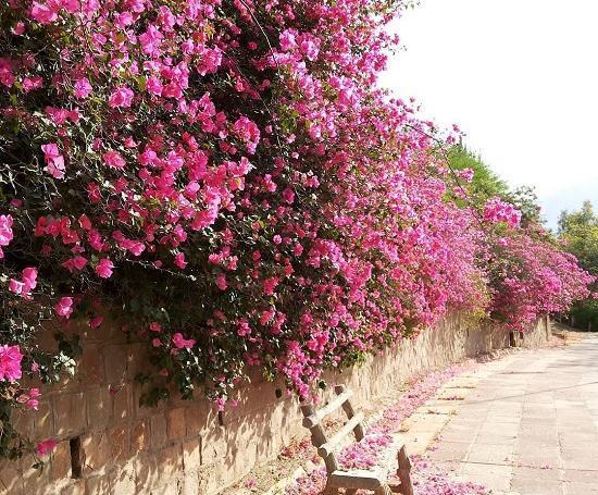عکس شکوفه های زیبای بهاری