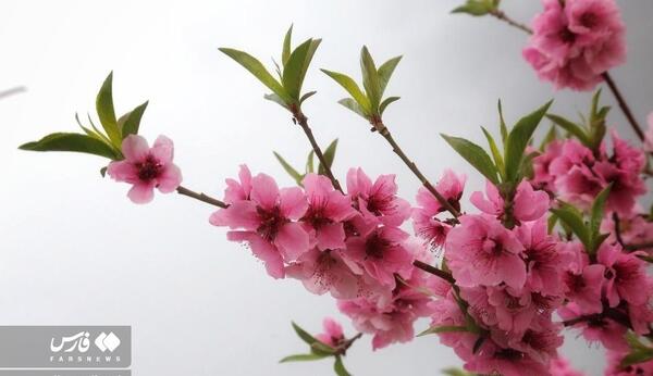 عکس شکوفه های زیبای بهاری