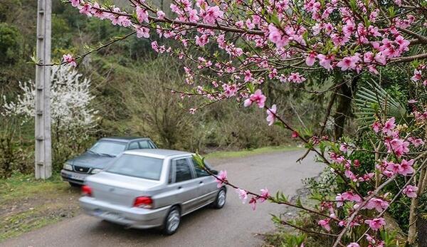عکس شکوفه های زیبای بهاری