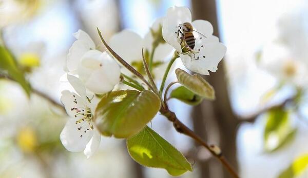 عکس شکوفه های زیبای بهاری