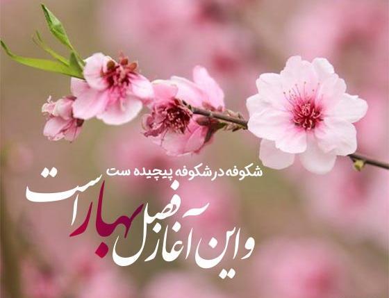 عکس شکوفه های بهاری زیبا