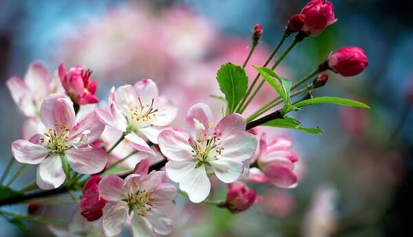 عکس شکوفه های بهاری زیبا