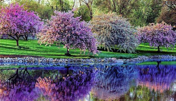 عکس شکوفه های بهاری زیبا