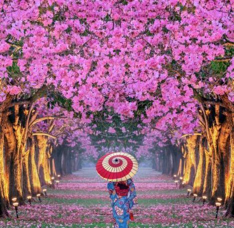 زیباترین عکس شکوفه های بهاری