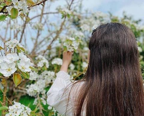 زیباترین عکس شکوفه های بهاری