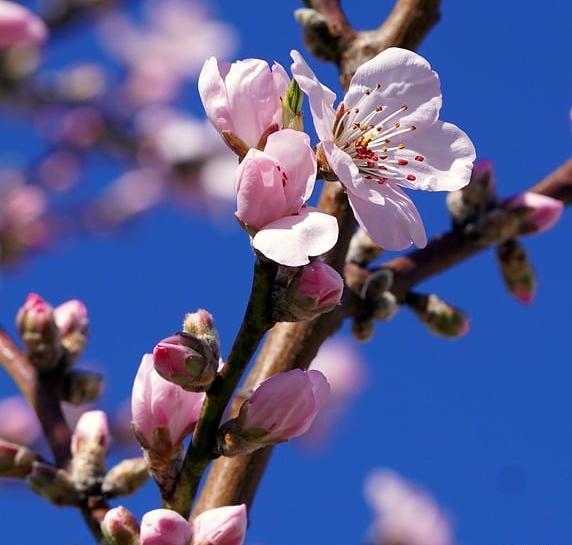 عکس شکوفه بادام بهاری